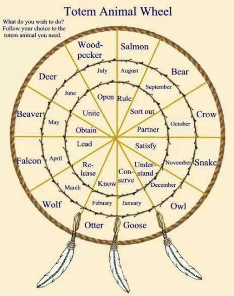 Animal spirit guides wisdom - indigenous teachings about spiritual animal connections